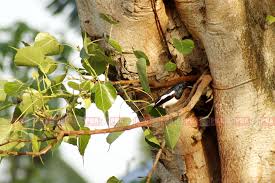 যে গাছগুলো প্রবল বাতাসে ভেঙে পড়েছিল সেইখানকার সকল পাখিগুলো এসে আশ্রয় নিল আমার ডালে