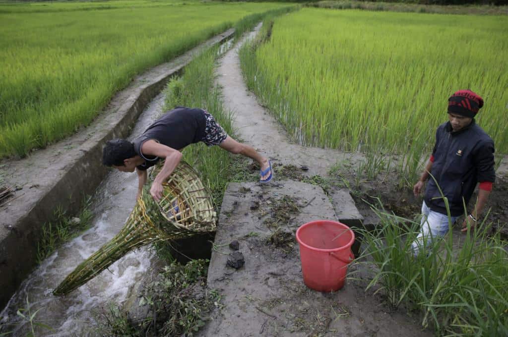 কৃষিকাজের মাধ্যমে দূষণ