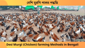 দেশি মুরগি পালন পদ্ধতি, Desi Murgi farming Methods in Bengali