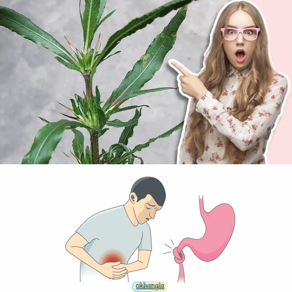 কুলেখাড়া সেবনের পার্শ্বপ্রতিক্রিয়া