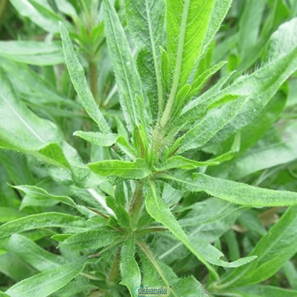কুলেখাড়ার বিভিন্ন নাম