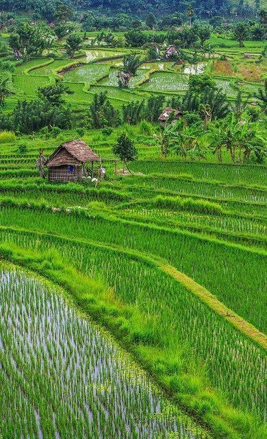 গ্রাম বাংলার প্রকৃতির ছবি