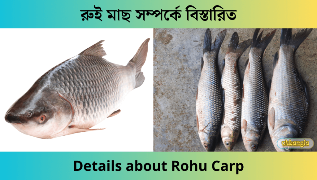 রুই মাছ সম্পর্কে বিস্তারিত, Details about Rohu carp