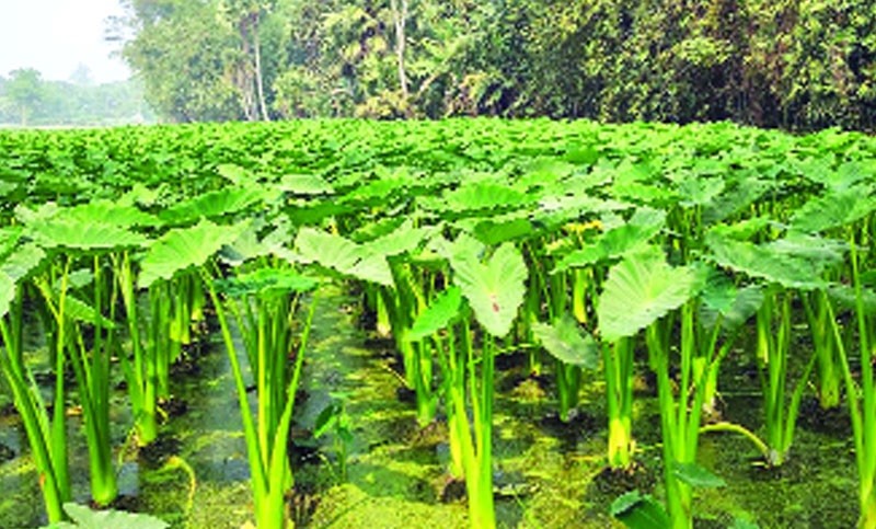 কচুর পুষ্টি উপাদান 