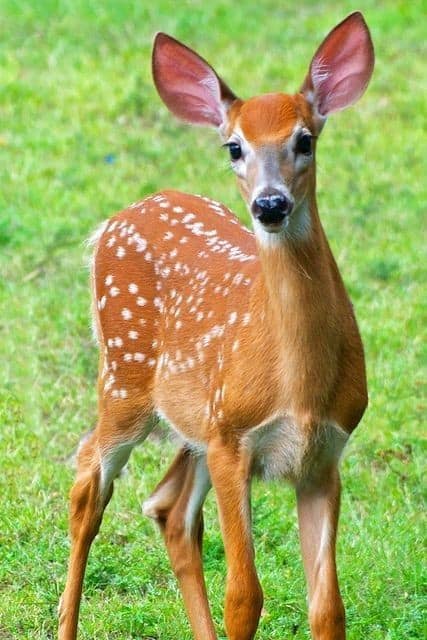 হরিণের চোখের ছবি