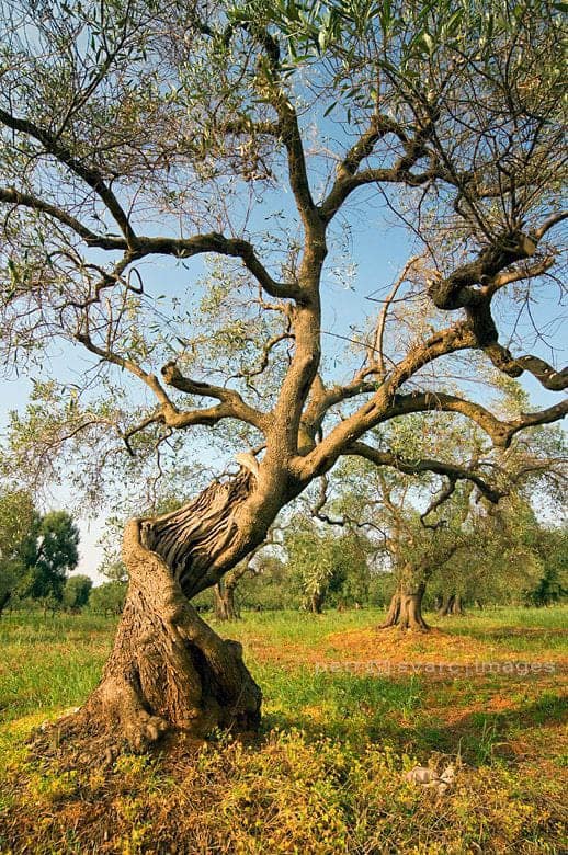 গাছের ছবি আঁকা