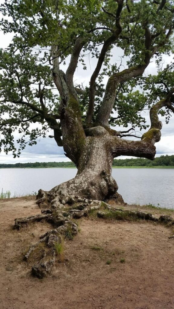 গাছের ডালের ছবি