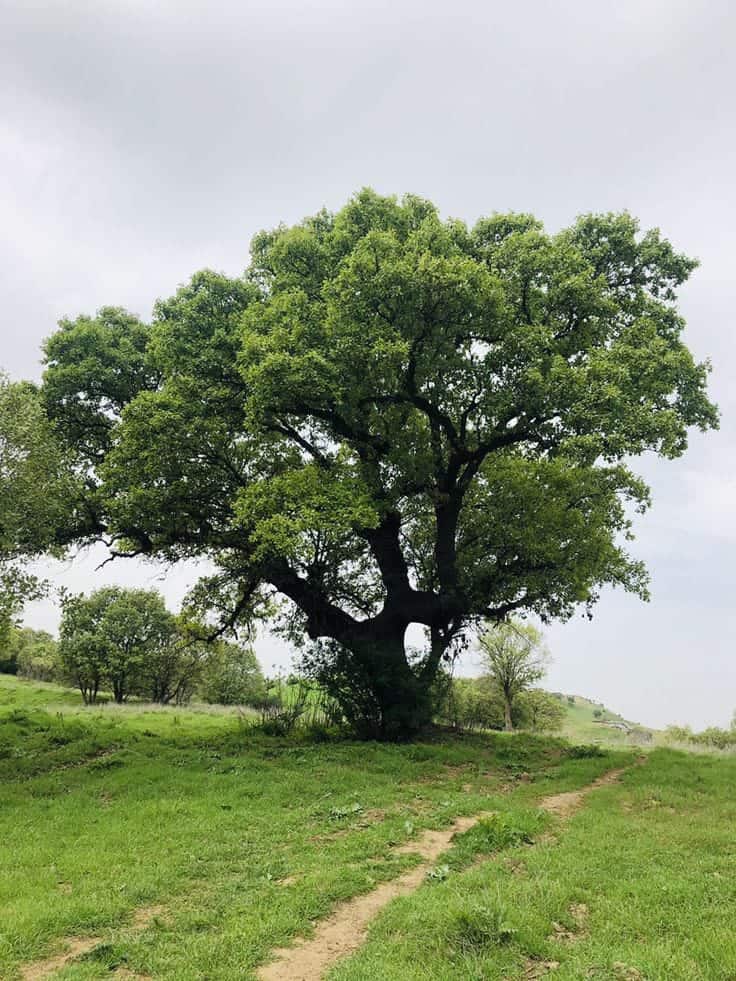 সবুজ গাছের ছবি