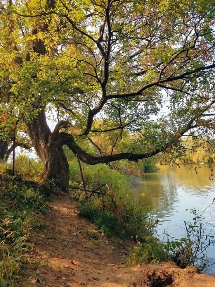 গ্রামের গাছের ছবি