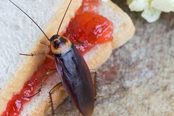 আরশোলার উপদ্রপ কম করতে ঘরোয়া টোটকা