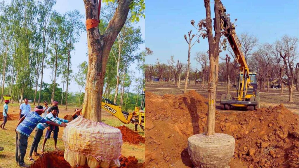 ৯৮৪টা গাছ সফলভাবে সরানো হয়েছে