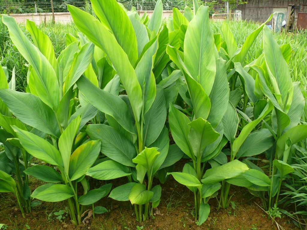 হরিদ্রা: