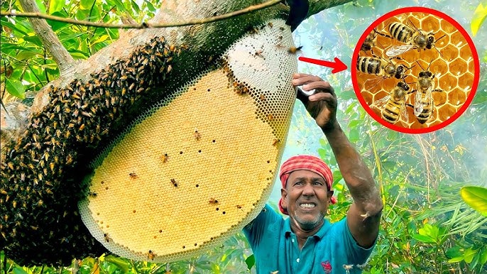 বাংলার এই মধু খেলেই শরীর হয় ইস্পাত কঠিন!