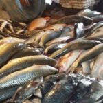 হার্ট-ব্রেন ভালো রাখে এই মাছ, নাম শুনেই লোভ লাগবে