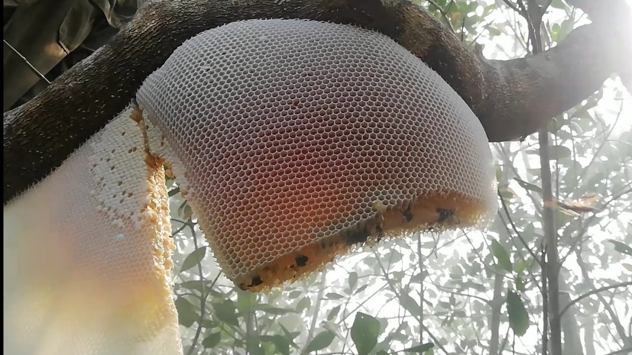 সুন্দরবনের মধু