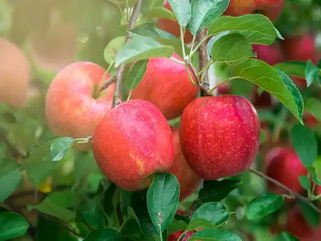 দুটো আপেল