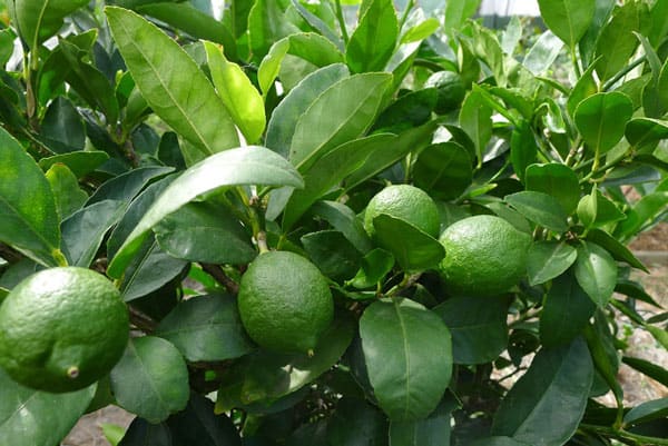 সাইট্রাসের সেরা প্রতিনিধি হল লেবু
