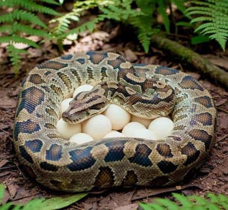 অজগর সাপের বাচ্চা