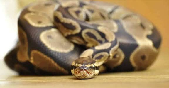 অজগর প্রজাতি