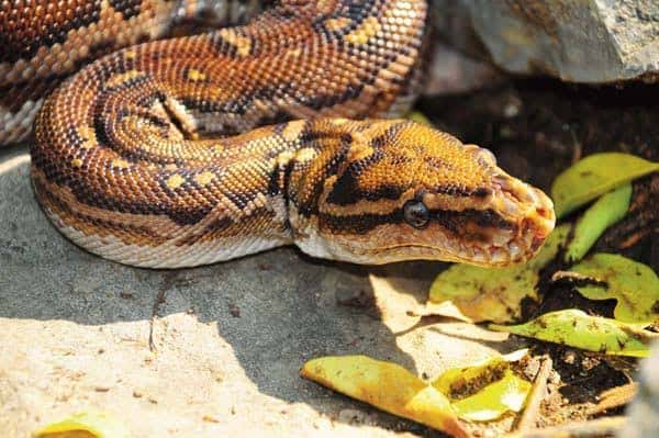 অ্যাঙ্গোলান পাইথন 