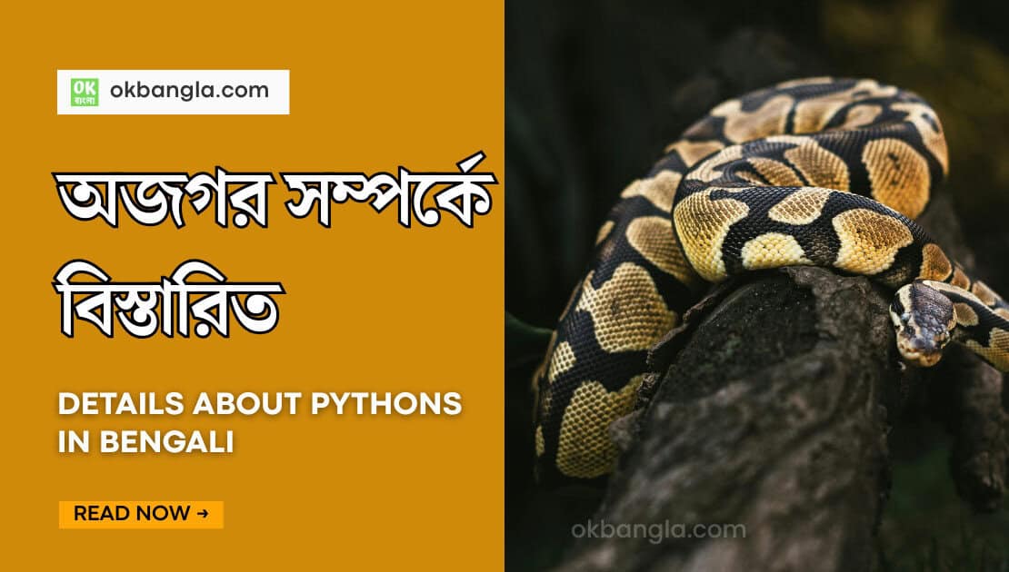 অজগর সাপ