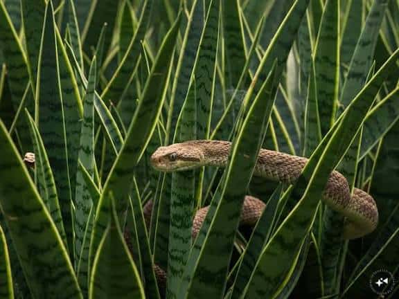 ব্লিচিং পাউডার দিলে কি সাপ আসে না?