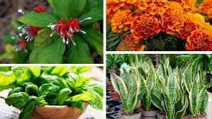 কোন গাছের গন্ধে সাপ আসে না?