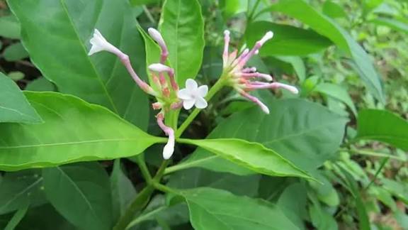 ঘরে সাপ না আসার উপায় কী কী?