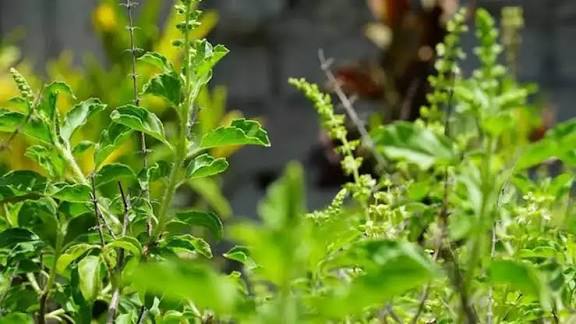 Tulsi 